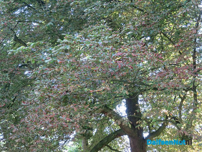 Kastanjebomen bij Leemcule en Kastanjelaan ziek? - Foto: Wim