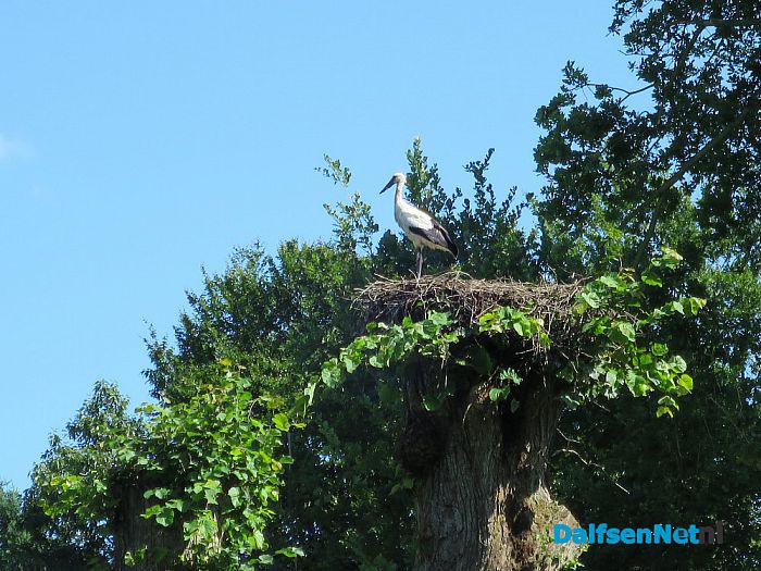 Kastanjebomen bij Leemcule en Kastanjelaan ziek? - Foto: Wim