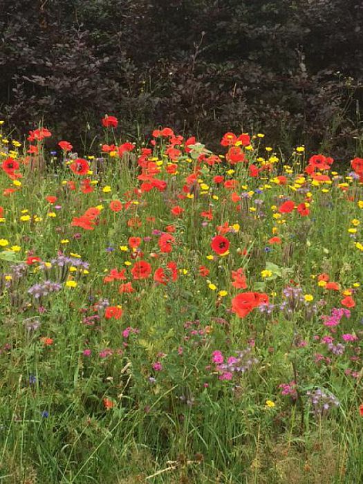 Bloemenweelde aan de Tibbensteeg - Foto: Eigen geleverde foto