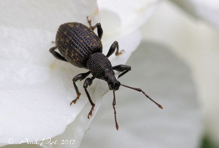 Foto van de maand van Ank - Foto: Ank Pot