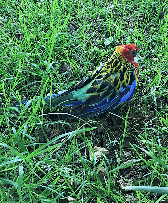 Wie is papegaai kwijt? - Foto: Eigen geleverde foto