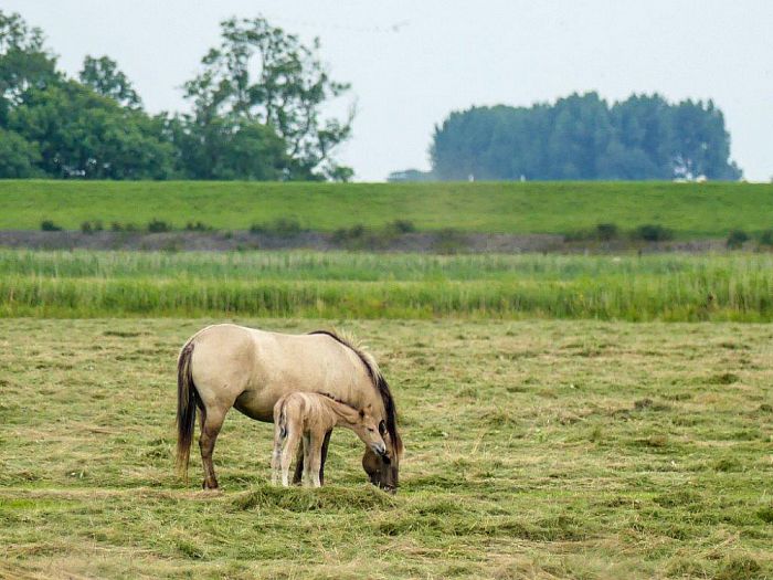 Heldenrol voor plaatsgenoot Rob Lengkeek - Foto: Eigen geleverde foto