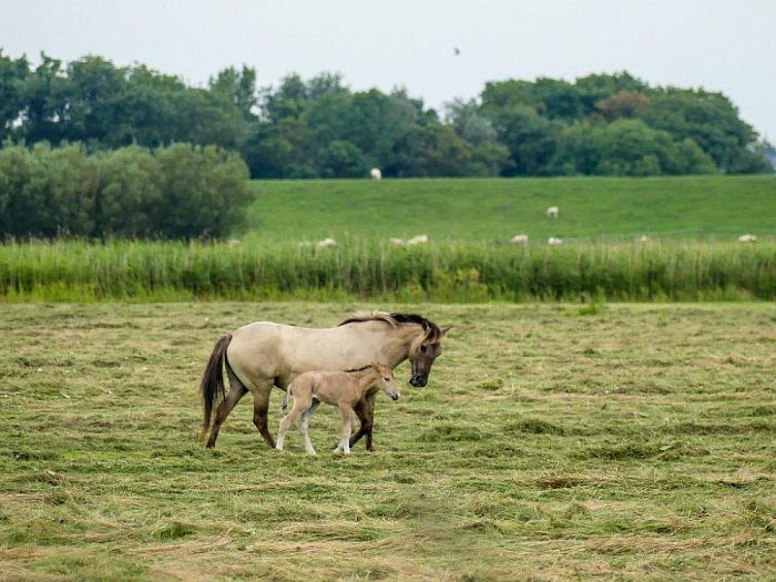 Heldenrol voor plaatsgenoot Rob Lengkeek - Foto: Eigen geleverde foto
