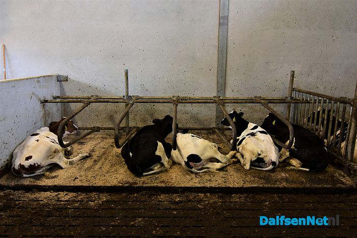 Duurzame doorstart voor melkveebedrijf dankzij verbreding Hessenweg - Foto: Johan Bokma