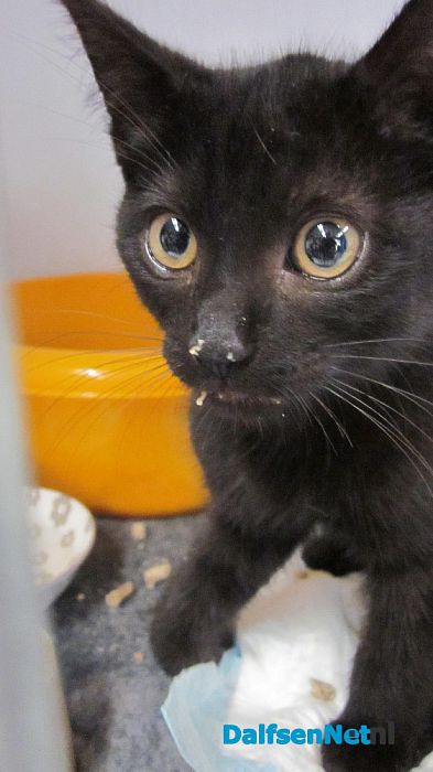 Hele lieve kitten gevonden - Foto: Ingezonden foto