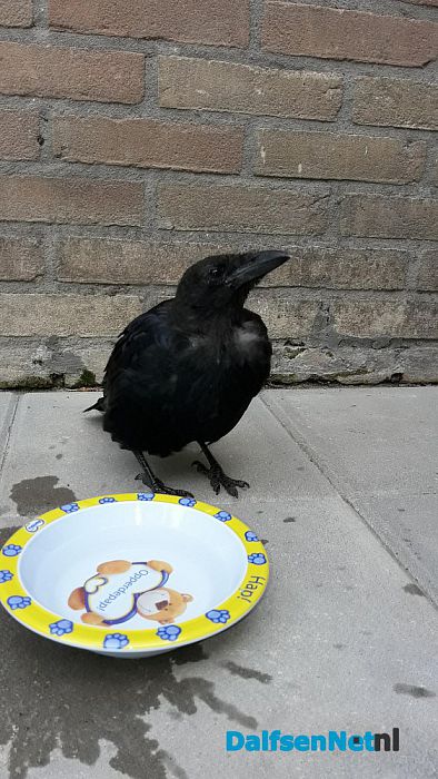 Tamme kraai is een raaf (update) - Foto: Ingezonden foto