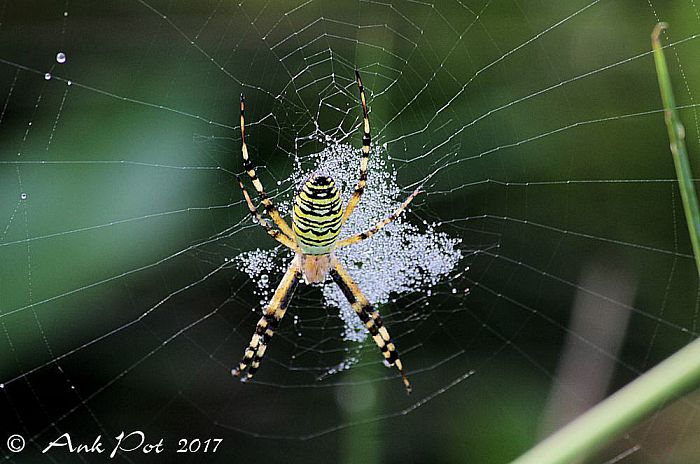 Maandfoto van Ank - Foto: Ank Pot