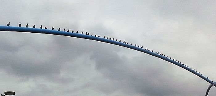 Veel belangstelling Blauwe Bogen dag - Foto: Eigen geleverde foto