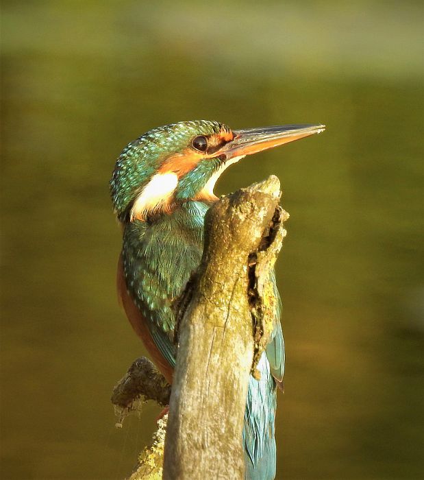 Vogel bij huize Den Berg - Foto: Eigen geleverde foto