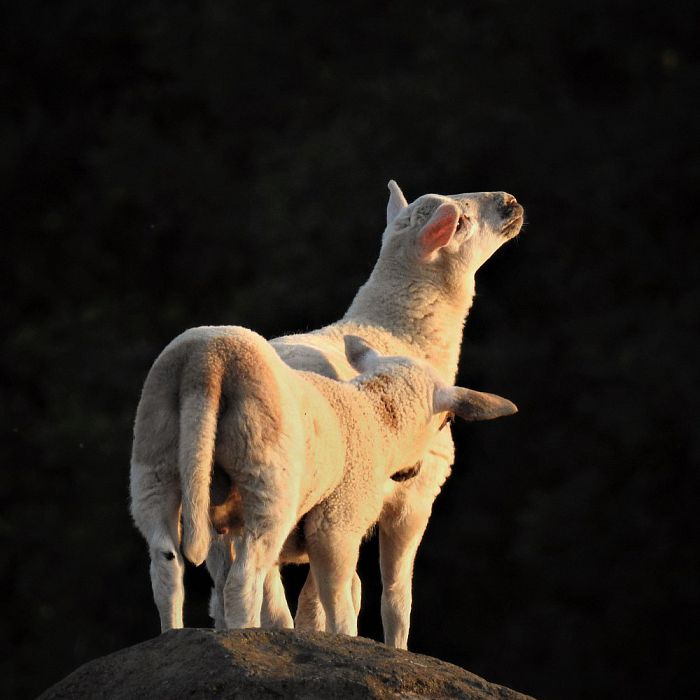 Lichtlam op de Zwevende kei en meer - Foto: Eigen geleverde foto