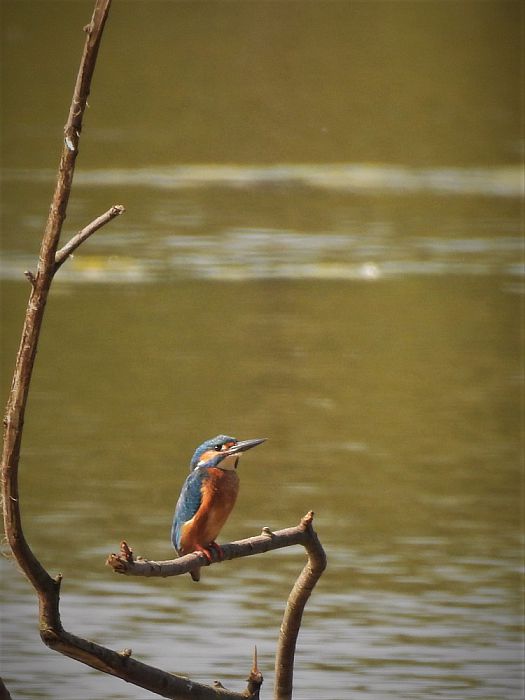 Nog een paar, w.o. de ijsvogel - Foto: Eigen geleverde foto