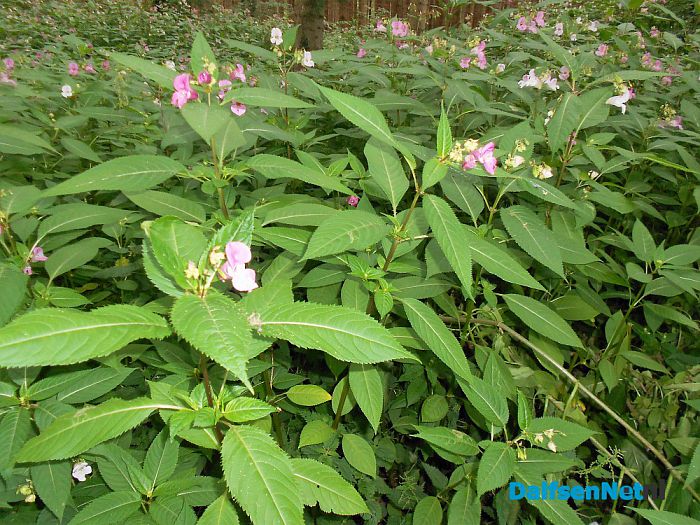 De kijkersvraag luidde: wat is dit voor plant