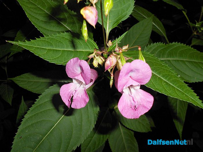 De kijkersvraag luidde: wat is dit voor plant