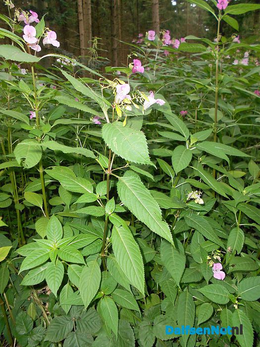 De kijkersvraag luidde: wat is dit voor plant