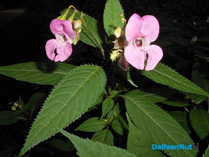 De kijkersvraag luidde: wat is dit voor plant
