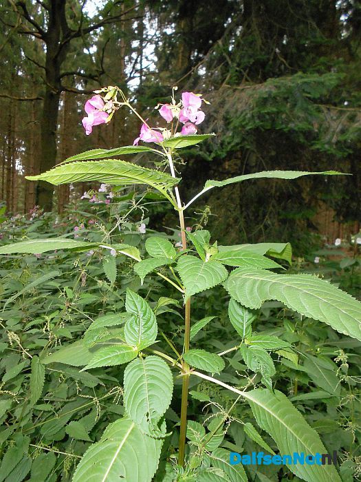 De kijkersvraag luidde: wat is dit voor plant