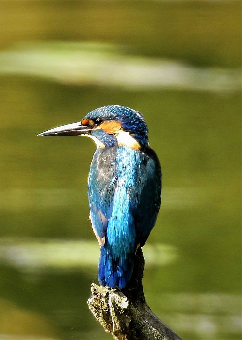Nog een paar, w.o. de ijsvogel - Foto: Eigen geleverde foto
