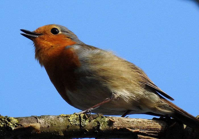 Nog een paar, w.o. de ijsvogel - Foto: Eigen geleverde foto