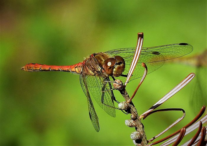 Nog een paar, w.o. de ijsvogel - Foto: Eigen geleverde foto