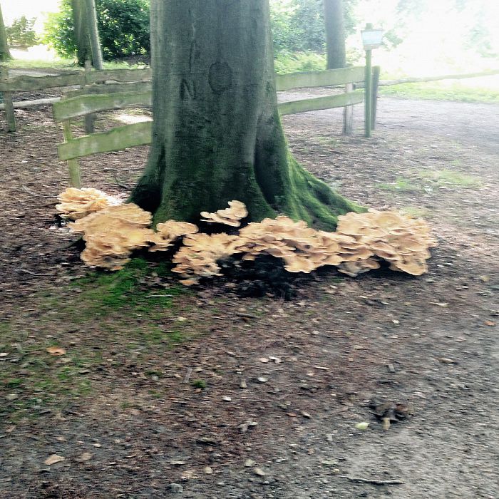 Komt de herfst nu al? - Foto: Eigen geleverde foto