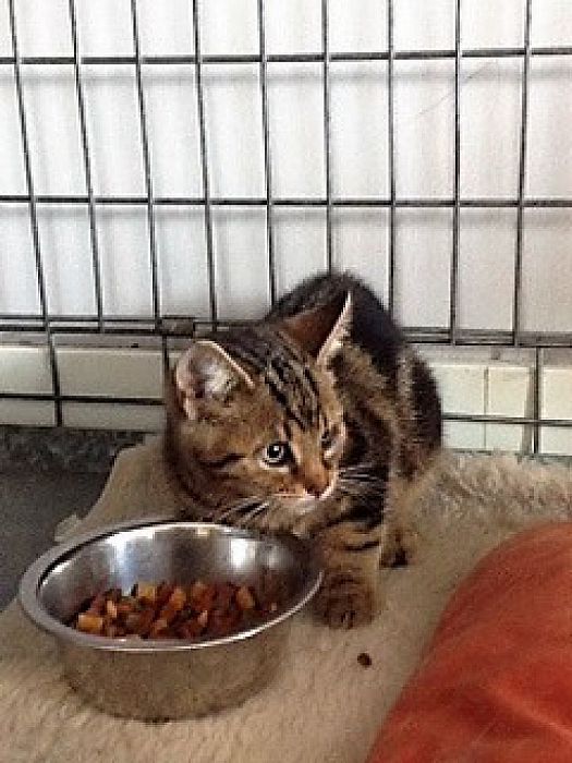 Kitten gevonden Dalfsen - Foto: Eigen geleverde foto