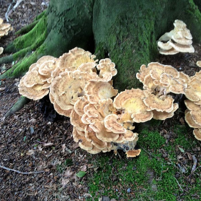 Komt de herfst nu al? - Foto: Eigen geleverde foto