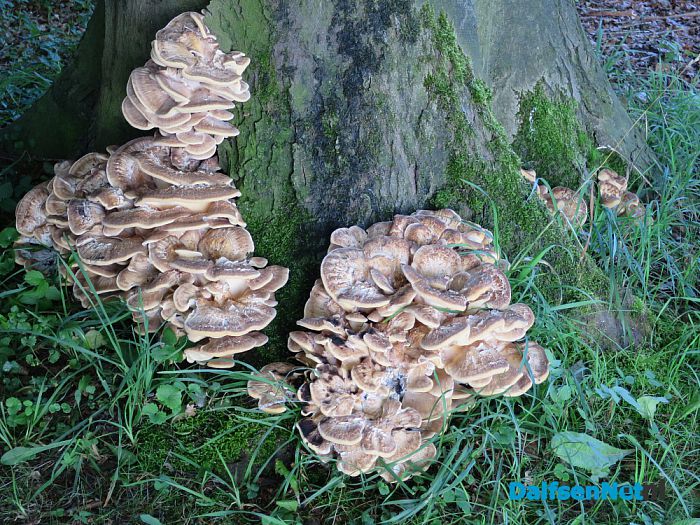 De natuur laat weer mooie dingen zien - Foto: Wim