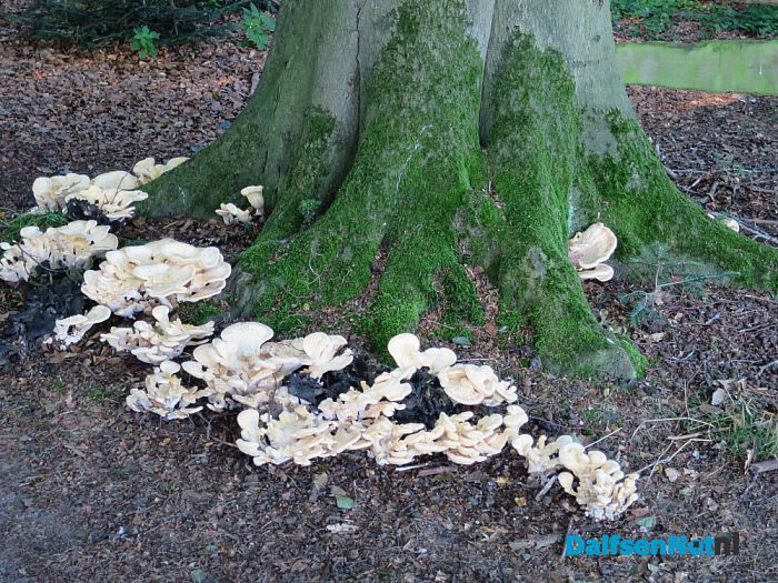 De natuur laat weer mooie dingen zien - Foto: Wim