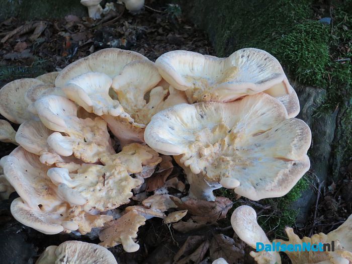 De natuur laat weer mooie dingen zien - Foto: Wim