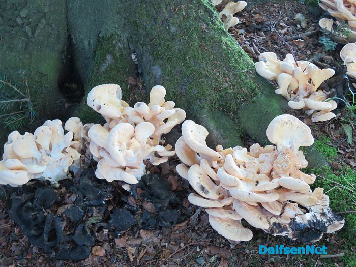 De natuur laat weer mooie dingen zien - Foto: Wim