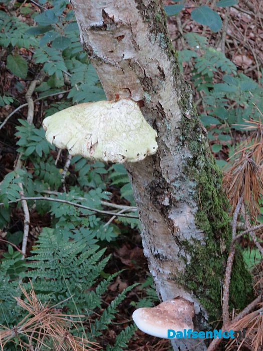 De natuur laat weer mooie dingen zien - Foto: Wim