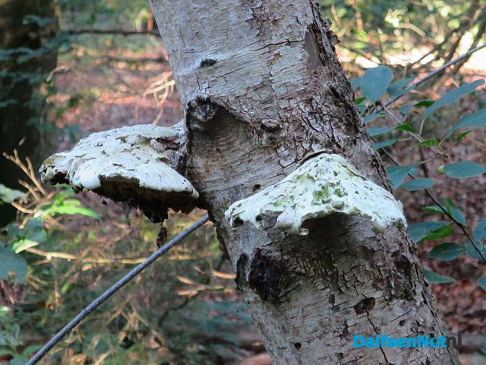 De natuur laat weer mooie dingen zien - Foto: Wim