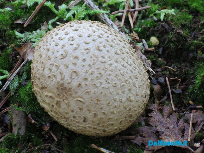 De natuur laat weer mooie dingen zien - Foto: Wim