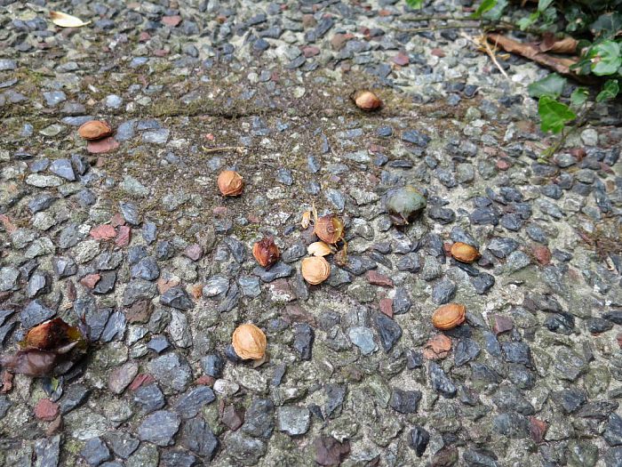Er gaat niets boven eigen fruit, maar als… - Foto: Eigen geleverde foto