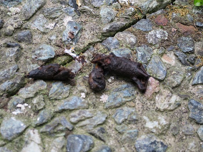 Er gaat niets boven eigen fruit, maar als… - Foto: Eigen geleverde foto
