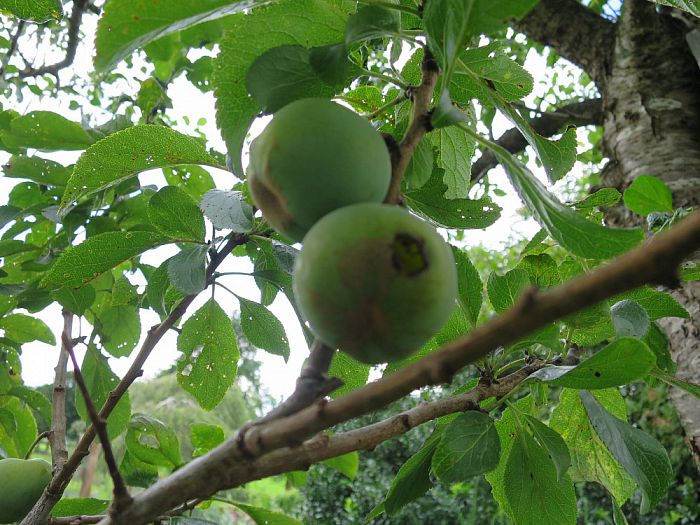 Er gaat niets boven eigen fruit, maar als… - Foto: Eigen geleverde foto