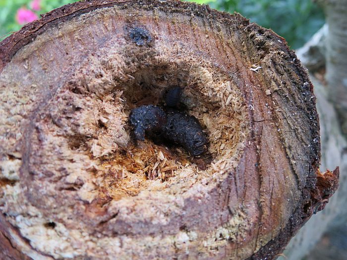 Er gaat niets boven eigen fruit, maar als… - Foto: Eigen geleverde foto