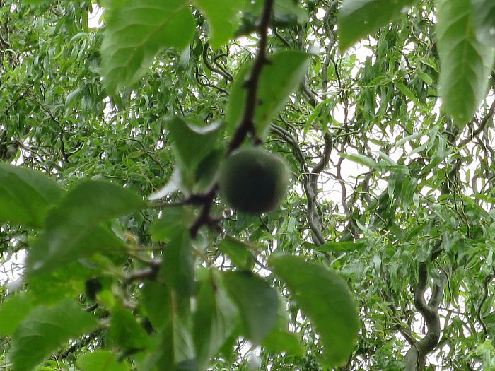 Er gaat niets boven eigen fruit, maar als… - Foto: Eigen geleverde foto
