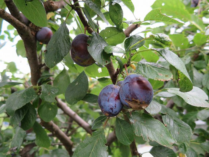 Er gaat niets boven eigen fruit, maar als… - Foto: Eigen geleverde foto