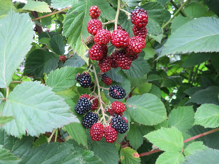 Er gaat niets boven eigen fruit, maar als… - Foto: Eigen geleverde foto