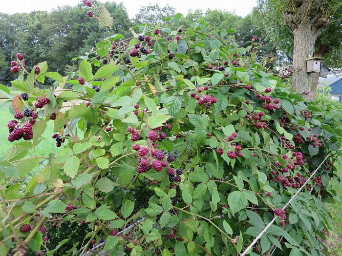 Er gaat niets boven eigen fruit, maar als… - Foto: Eigen geleverde foto