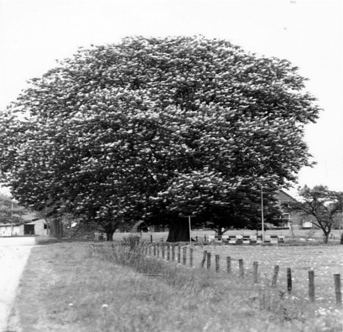 Kruuskoele. - Foto: Ingezonden foto