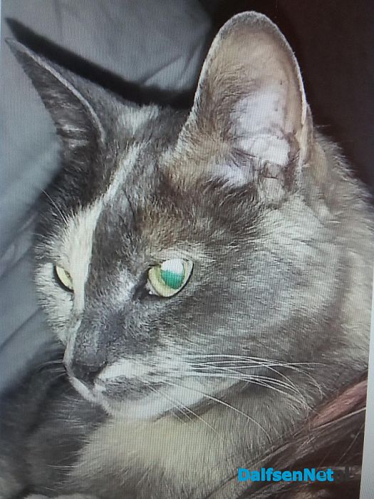 Kat vermist - Foto: Ingezonden foto