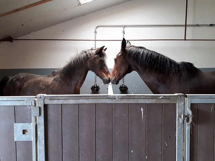 Rommelmarkt en paarden knuffelen - Foto: Eigen geleverde foto