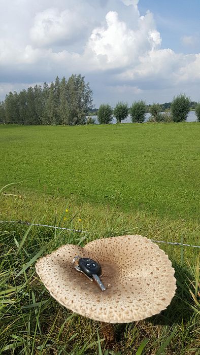 Op een grote paddenstoel…iemand sleutels kwijt? - Foto: Ingezonden foto