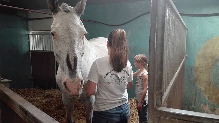 Rommelmarkt en paarden knuffelen - Foto: Eigen geleverde foto