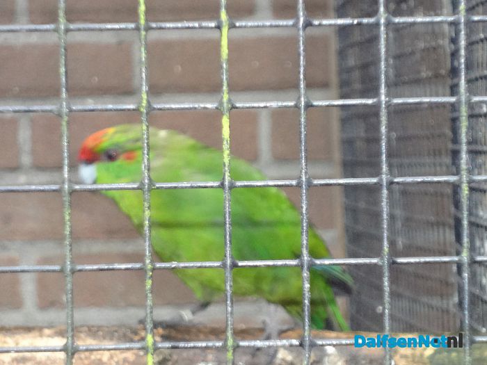 Weggevlogen Roodvoorhoofd Kakariki - Foto: Ingezonden foto