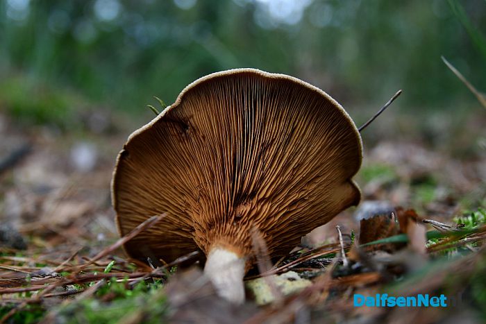 Herfst - Foto: Johan Bokma
