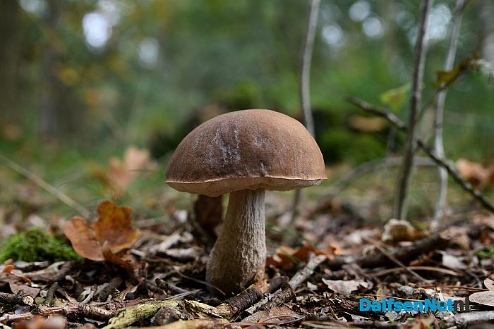 Herfst - Foto: Johan Bokma