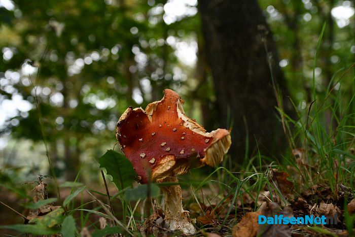 Herfst - Foto: Johan Bokma
